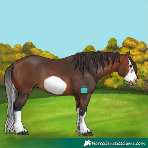Horse Color:Bay Splash Frame Rabicano