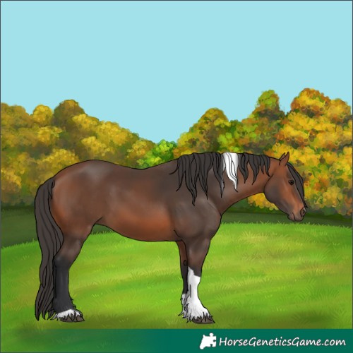 Horse Color:Bay Tobiano 