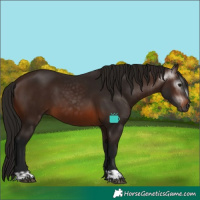 Horse Color:Gray Bay  and Gray Bay 