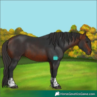Horse Color:Brown and Bay