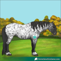 Horse Color:Blue Roan Near Leopard  and Blue Roan Near Leopard Rabicano 