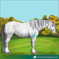 Horse Color:Blue Roan Appaloosa and White Spotted Black Appaloosa