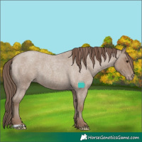 Horse Color:Classic Champagne Roan Varnish