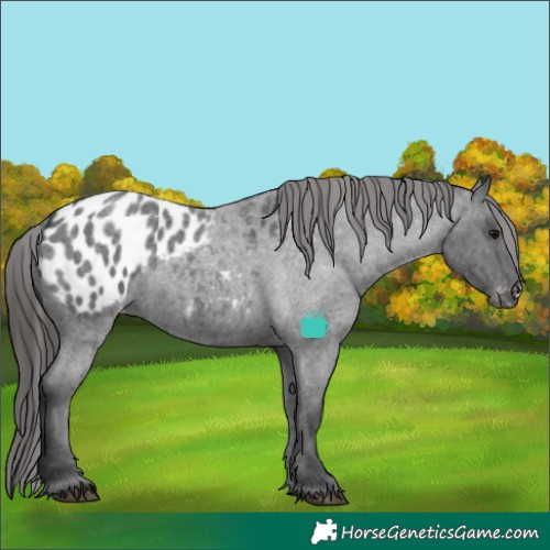 Horse Color:Blue Roan Blanket 