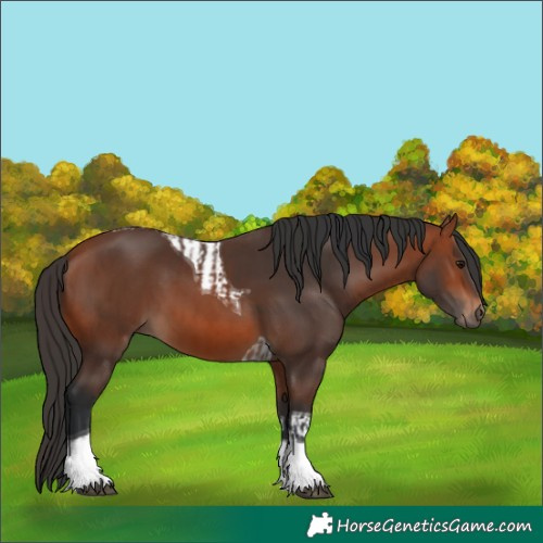 Horse Color:Bay Tobiano  and Bay Tobiano 
