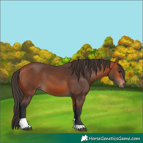 Horse Color:Bay Tobiano 