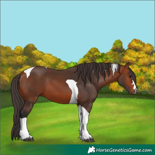 Horse Color:Bay Tobiano 