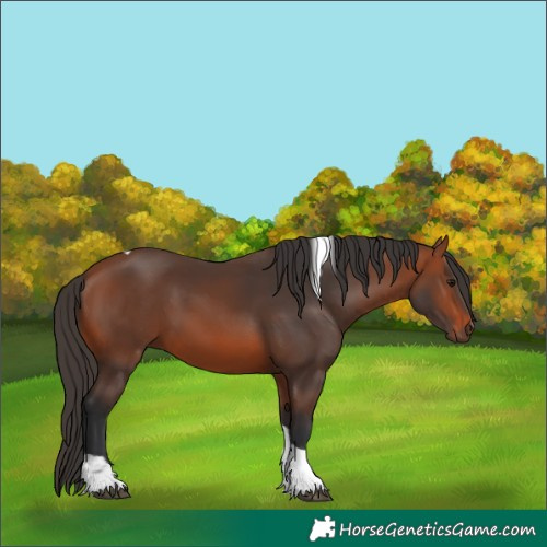 Horse Color:Bay Tobiano 