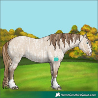 Horse Color:Smoky Creme Roan Dun  and Gray Smoky Creme Roan Dun 