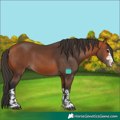 Horse Color:Bay  and Bay 