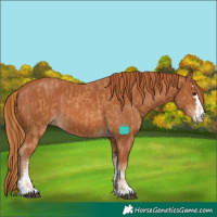 Horse Color:Chestnut and Chestnut