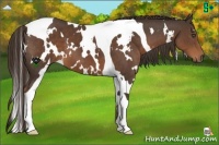 Horse Color:White Spotted Liver Chestnut Tobiano 