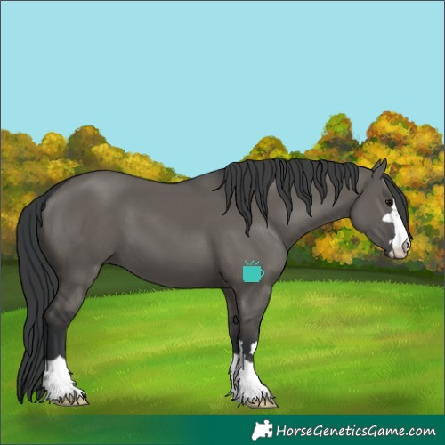 Horse Color:Grullo