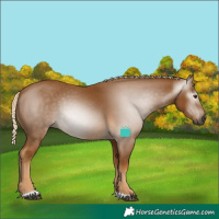 Horse Color:Gray Palomino 