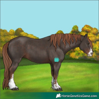 Horse Color:Liver Chestnut Sabino