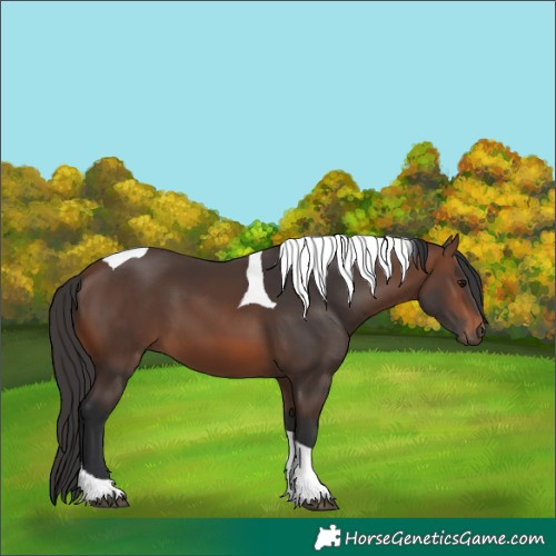 Horse Color:Brown Tobiano 