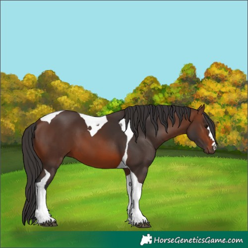 Horse Color:Brown Tobiano 
