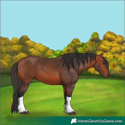 Horse Color:Bay Tobiano 