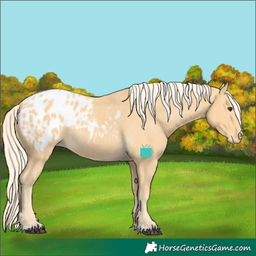 Horse Color:Palomino Appaloosa 