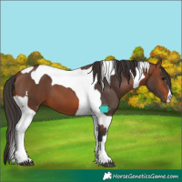 Horse Color:Bay Tobiano and Bay Tobiano