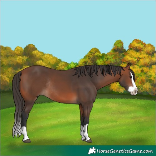 Horse Color:Bay Splash Frame Rabicano 