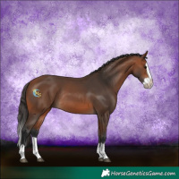 Horse Color:Bay Splash Frame Rabicano