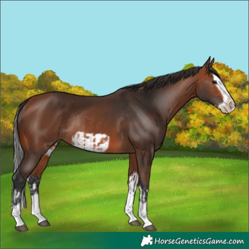 Horse Color:Bay Splash Frame Rabicano and Bay Splash Frame Rabicano