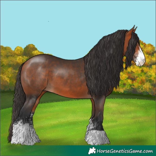 Horse Color:Bay Sabino