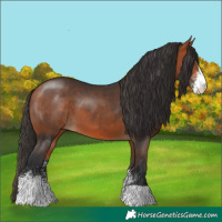 Horse Color:Bay Sabino