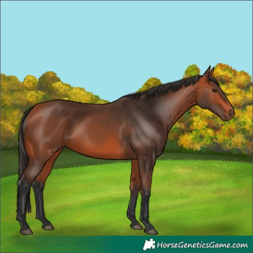 Horse Color:Bay 