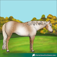 Horse Color:Gray Palomino 