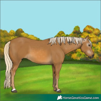 Horse Color:Gray Palomino 