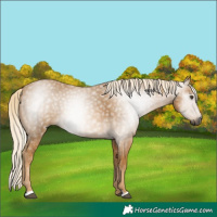 Horse Color:Gray Palomino 