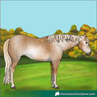 Horse Color:Gray Palomino 