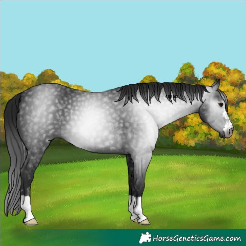 Horse Color:Gray Smoky Black 