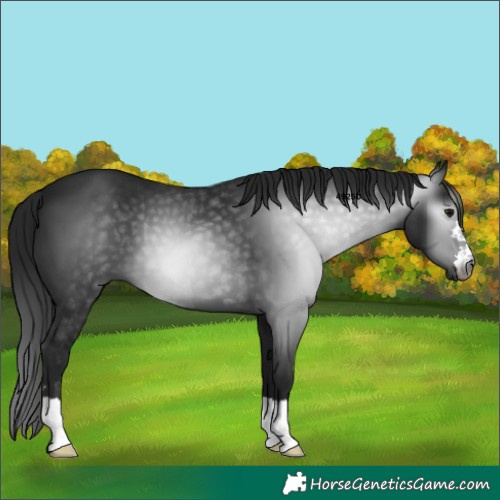 Horse Color:Gray Smoky Black