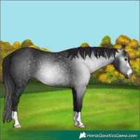 Horse Color:Gray Smoky Black