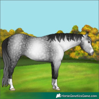 Horse Color:Gray Smoky Black 