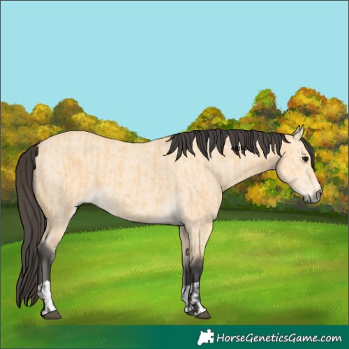 Horse Color:Buckskin and Buckskin Dun