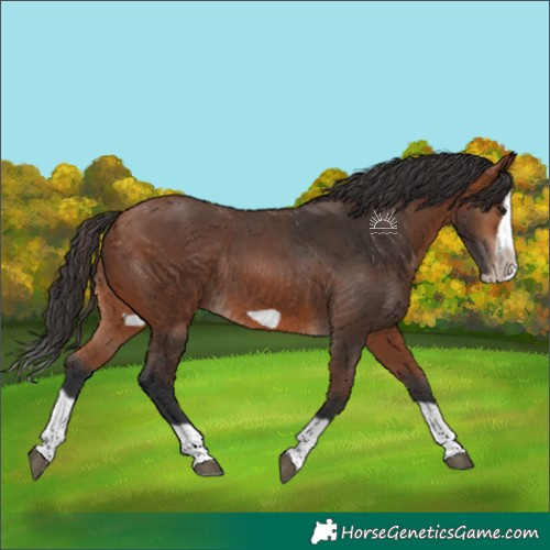 Horse Color:Bay Splash Frame Rabicano