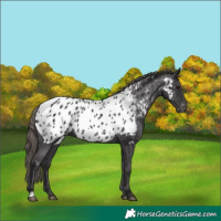 Horse Color:Smoky Black Near Leopard 