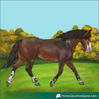 Horse Color:Bay and Bay Splash