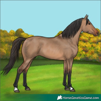 Horse Color:Bay Dun