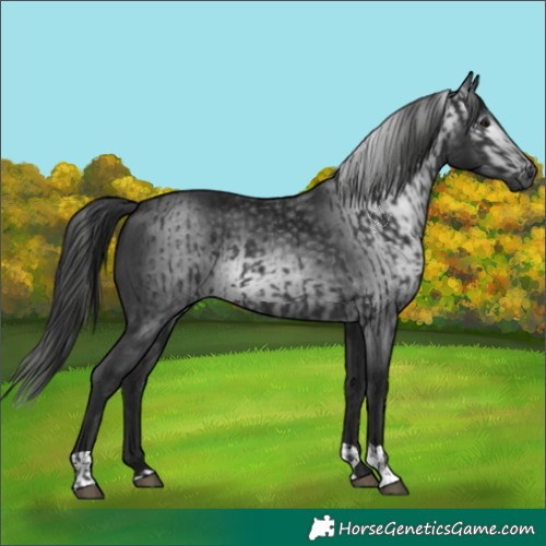 Horse Color:Black  and Gray Black 