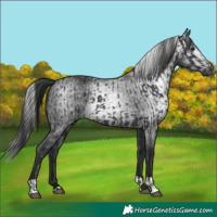 Horse Color:Black and Gray Black