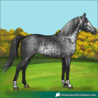 Horse Color:Black  and Gray Black 