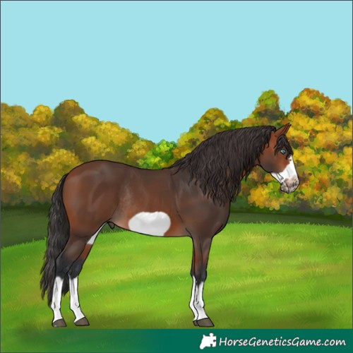 Horse Color:Bay Splash Frame Rabicano 