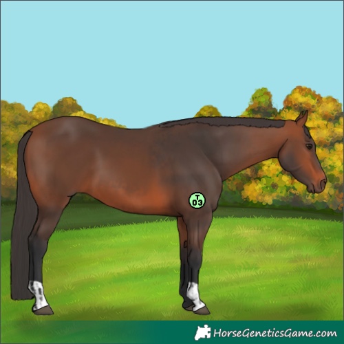 Horse Color:Bay  and Bay 