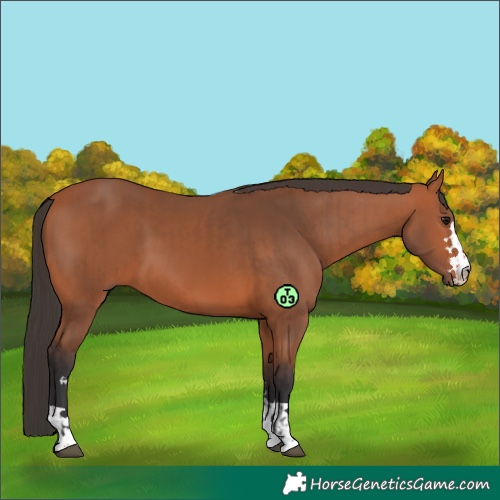 Horse Color:Bay  and Bay 