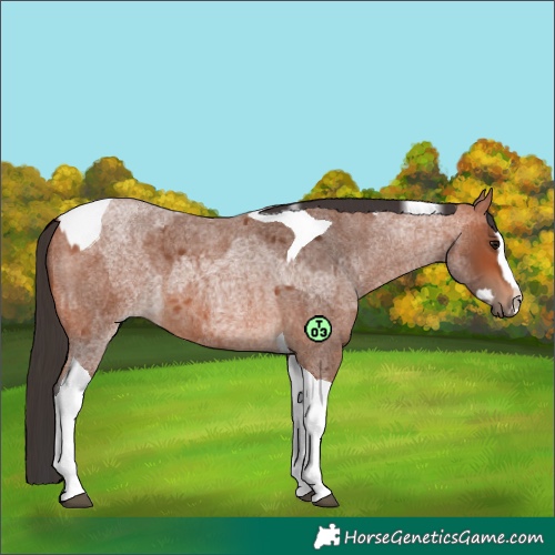 Horse Color:Bay Roan Tobiano  and Bay Roan Splash Tobiano 